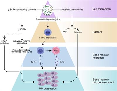 Gut microbiome in multiple myeloma: Mechanisms of progression and clinical applications